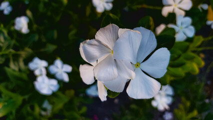 Detailed view of a white Madagascar periwinkle flower.