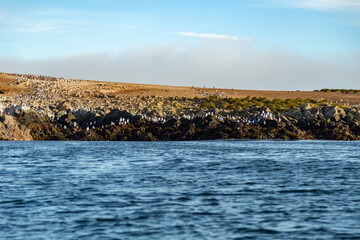 A rocky shoreline on Steeple Jason Island in the Falkland Islands.