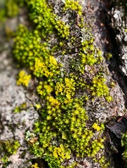 Lichens and mosses on the bark of a tree trunk. Natural cryptogamic background.