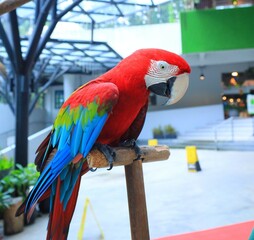 blue and yellow macaw