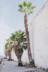 Palm trees line a sidewalk next to a weathered, whitewashed wall. 