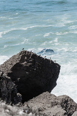 Sanderlings perched on a rocky outcrop along a coastline. 