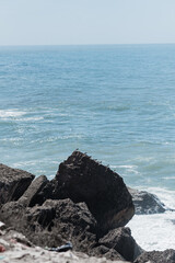 A group of small shorebirds rest on a rocky outcrop at the edge of the ocean.  