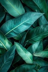 Lush green leaves create vibrant and calming background, showcasing various shades of green and intricate textures. This natural composition evokes sense of tranquility and freshness