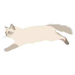 Obraz premium Ragdoll cat playing art illustration drawing vector