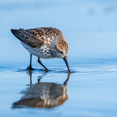 Western Sandpipers (Calidris mauri) feeding along the Washington Coast during Spring Migration.