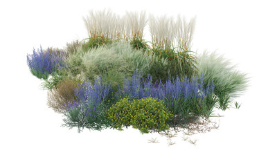 lavender isolated on white background