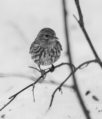 Monochrome Pine Siskin 1