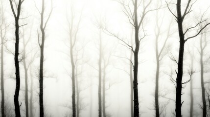 Obraz premium Monochromatic photograph of leafless trees in dense fog, creating a mystical and atmospheric scene.