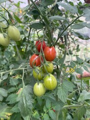 tomatoes on the vine
