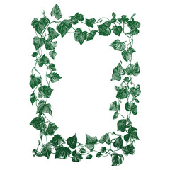 Fototapeta premium A cute frame made of leaves vines leaf illustration green vector