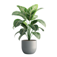 lush green plant with broad. glossy leaves. housed in a simple gray pot the plant appears vibrant and healthy. suggesting an indoor setting that enhances the aesthetic of a space it serves as a decora