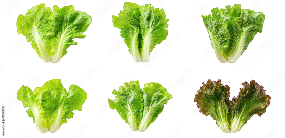 Aufkleber six varieties of lettuce arranged in two rows. highlighting their distinct shapes and colors. emphas