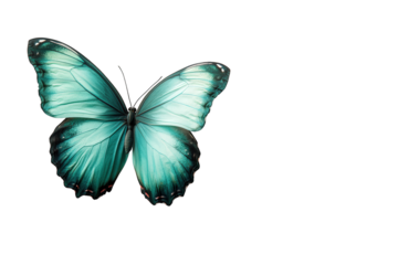 vibrant turquoise butterfly with intricate wing patterns. set against a clean white background. emphasizing its delicate beauty and natural elegance the contrast highlights the butterfly's details. ma