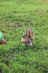Playful squirrel standing on green grass and looking at a person