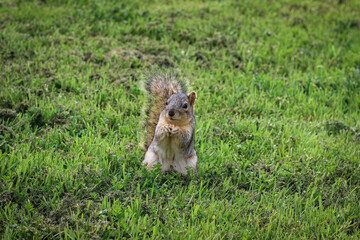 Adorable squirrel standing on its hind legs in green grass