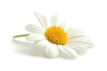 Fototapeta premium A close-up of a daisy with vibrant white petals and a yellow center, symbolizing freshness and beauty of nature. Perfect for nature-themed projects and designs.