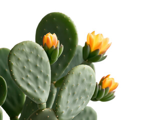 Discover the Prickly Pear Cactus: A Stunning, Low-Maintenance Houseplant with Unique Flat Pads and Vibrant Blooms, Perfect for Bright Spaces and Beginners Alike.