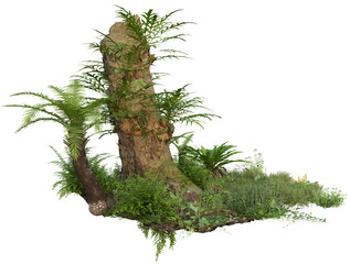 trees in the rainforest isolated on white background