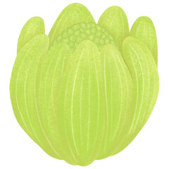 早春の山菜、蕗のとうの手描きイラスト素材