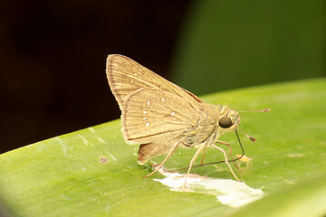 A skipper butterfly (Hesperiidae) with rapid darting flight, possibly a Common Dartlet (Oriens...