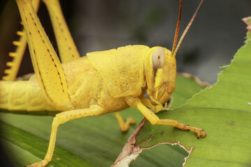 A grasshopper perched on a leaf, feeding on fresh foliage, highlighting its powerful mandibles and...
