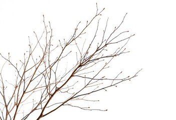 Fototapeta premium Delicate, bare branches isolated against a pure white backdrop, silhouette, white background