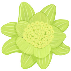 早春の山菜、蕾が開いた蕗のとうの手描きイラスト素材