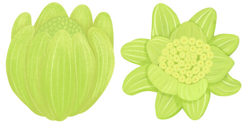 早春の山菜、蕗のとうの手描きイラスト素材セット