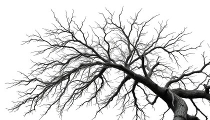 Obraz premium Isolated tree branches, stark white background, intricate details, varied textures, white, spring