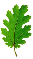 Fototapeta premium Large oak leaves with veins on white background, tree, greenery