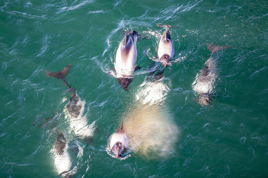 A pod of Commerson's dolphin jumping out of water viewed from above. Steeple Jason Island.