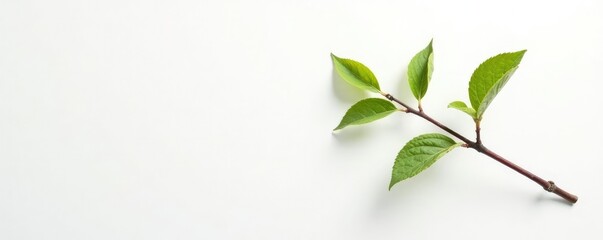 Obraz premium Single branch against white background with dust, white, background
