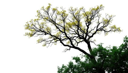 Fototapeta premium A solitary deciduous tree, branches reaching skyward, against a pure white backdrop, backdrop, fall