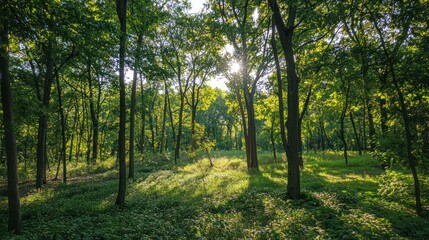A serene view of a dense forest with sunlight filtering through the canopy.