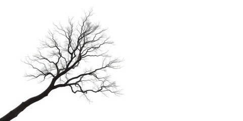 Fototapeta premium A solitary tree, branches reaching skyward, against a pure white backdrop, graphic, detail