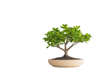 Discover the Beauty of Bonsai Trees: Miniature Masterpieces for Your Garden or Patio that Require Careful Pruning and Maintenance for a Rewarding Plant Enthusiast Experience.