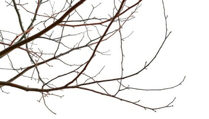 Obraz premium Bare, intertwined branches isolated on pure white backdrop, artwork, twigs