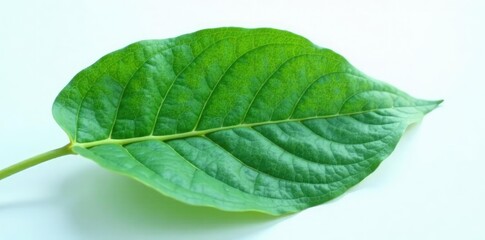 Obraz premium large leaf with prominent veins stretching outwards from a central stem on a white surface, botanical, foliage, nature