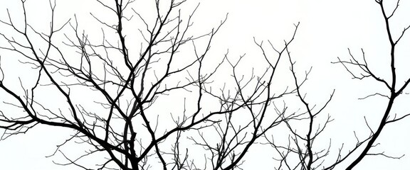 Fototapeta premium Naked branches, intricate silhouettes against pure white backdrop, isolated, twig