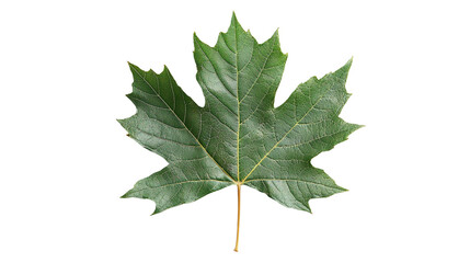Maple leaf png image with transparent background for seasonal designs, nature illustrations, and autumn-themed projects.