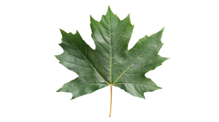 Maple leaf png image with transparent background for seasonal designs, nature illustrations, and autumn-themed projects.