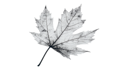 Maple leaf png image with transparent background for seasonal designs, nature illustrations, and autumn-themed projects.
