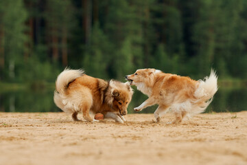 Two Collies playfully wrestling on sandy ground surrounded by lush greenery. The energetic moment...