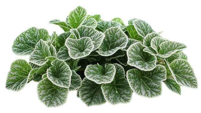 Silver spurflower leaves isolated on transparent background - plectranthus argentatus png.