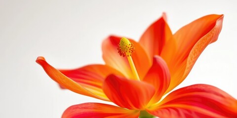 Fototapeta premium Single vibrant bloom, petals unfurled, pure white backdrop, summer, single