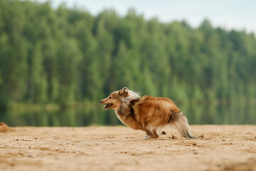 A Collie enthusiastically running to retrieve a ball on a sandy area with bright greenery in the...