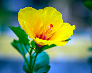 Isolated, close-up image of yellow petals of Hibiscus flower with water droplets with yellow center.