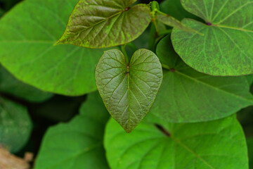 Ipomoea plant heart shaped leaves 
