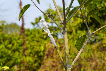 Grafting mango tree